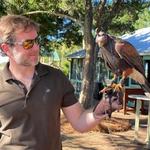 Falconry