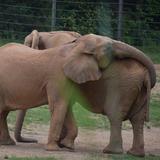 North Carolina Zoo