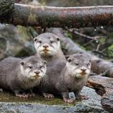 Woodland Park Zoo