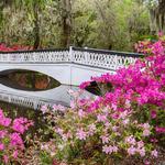 Magnolia Plantation and Gardens