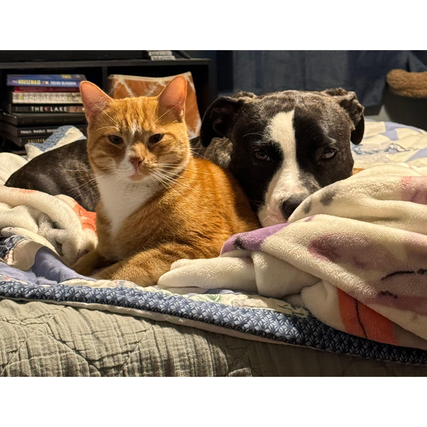 Bubbie and Willow Dean! Our crazy pair, and Bubs loves hims Willa, a little too much sometimes lol. Nonetheless, they are our babies now and they live a spoiled, happy life ♥