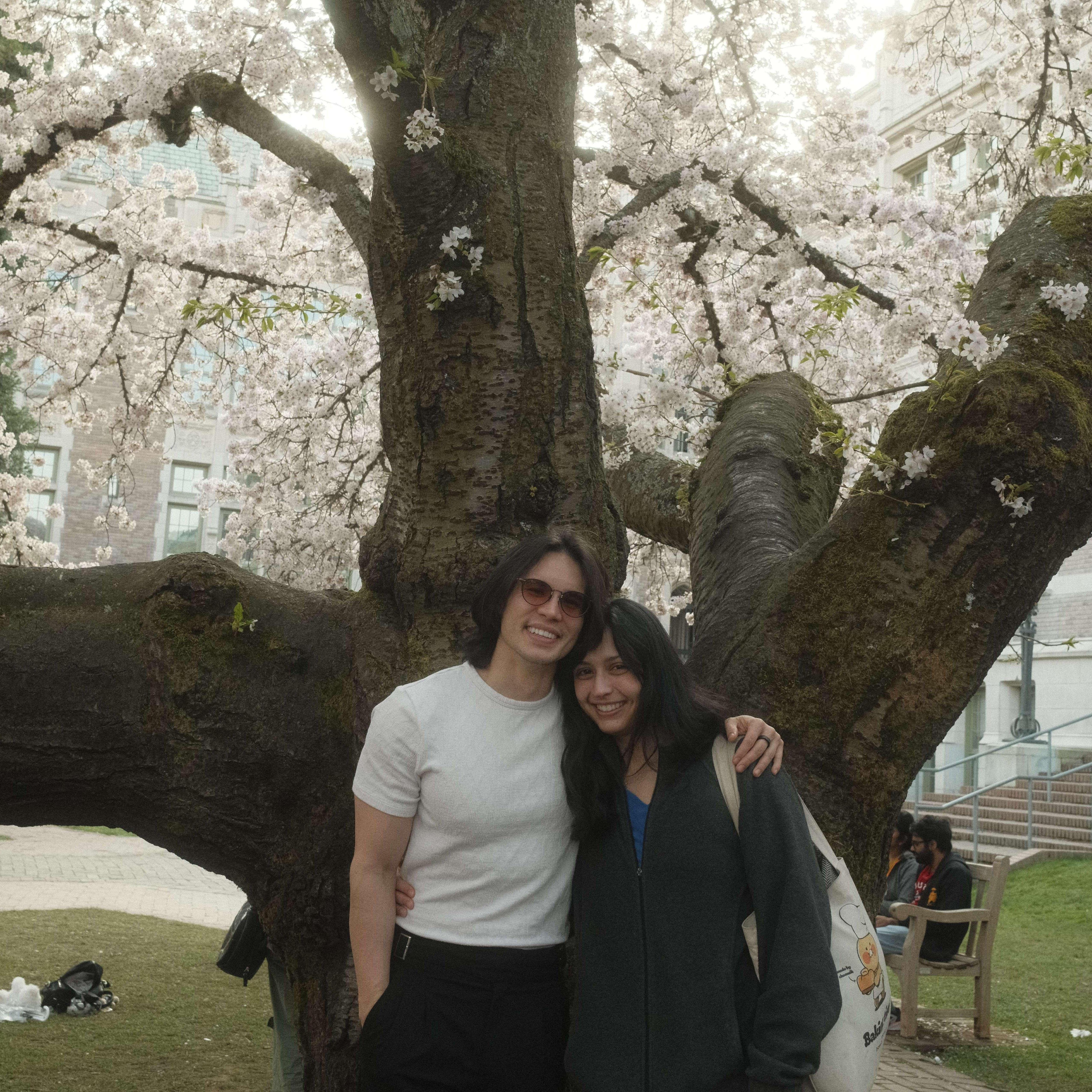 Cherry blossom bloom at University of Washington