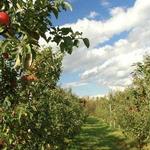 Kapnick Orchards