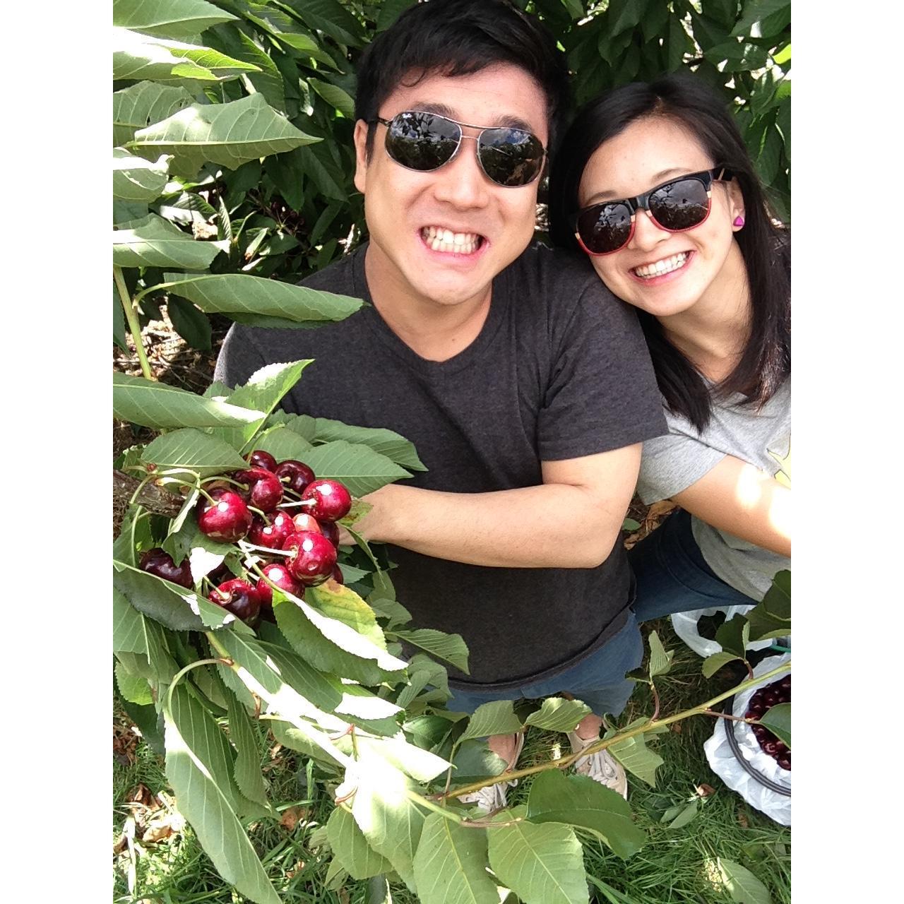 2014, Melbourne Cherry Farm