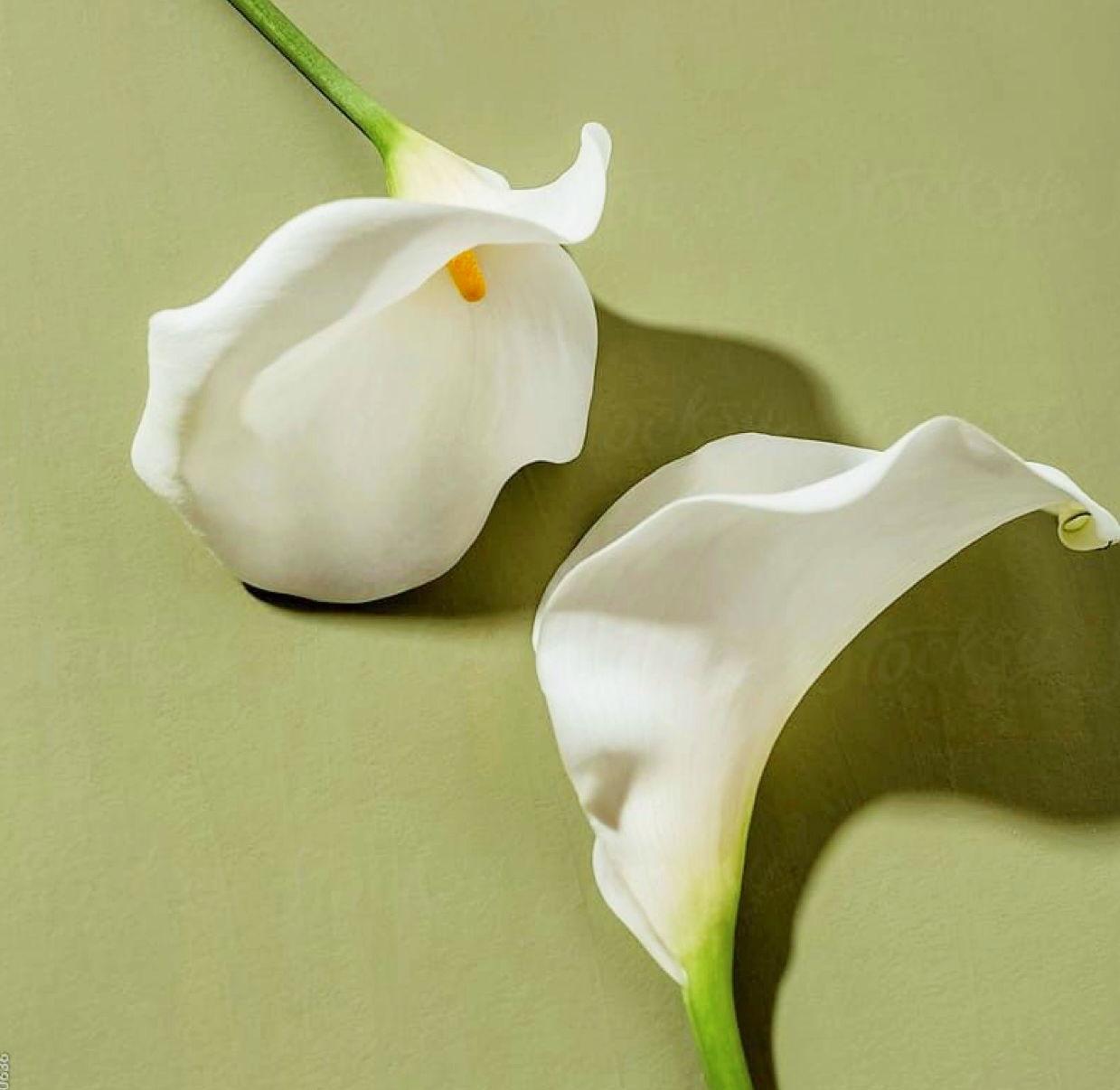The Wedding Website of Caroline Fahrney and Victor Baran