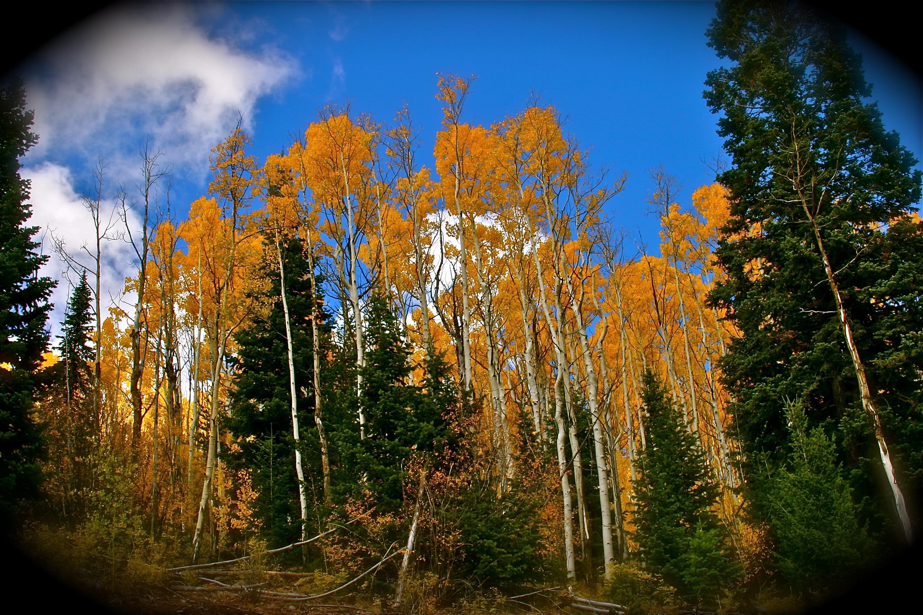 The Wedding Website of Kit Howard and Meg Shaw