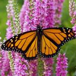 White River Gardens and State Park