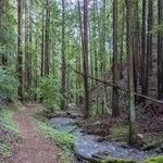 Henry Cowell Redwoods State Park