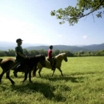 Vermont Icelandic Horse Farm