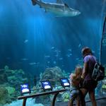 Shedd Aquarium
