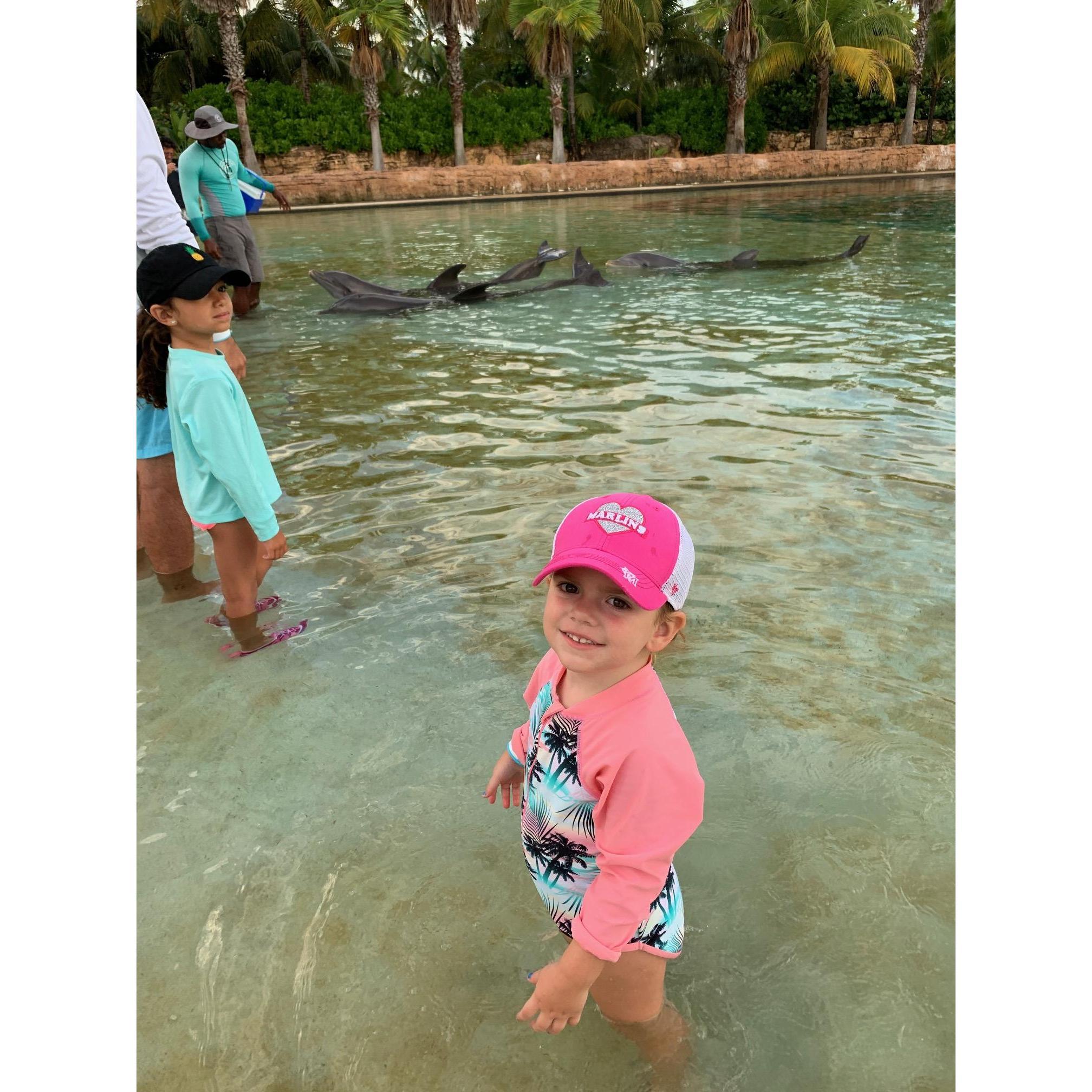 Dolphins in the Bahamas