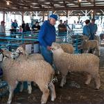 Sheep & Wool Festival