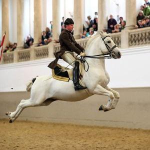 Lipizzaner Riding School Performance