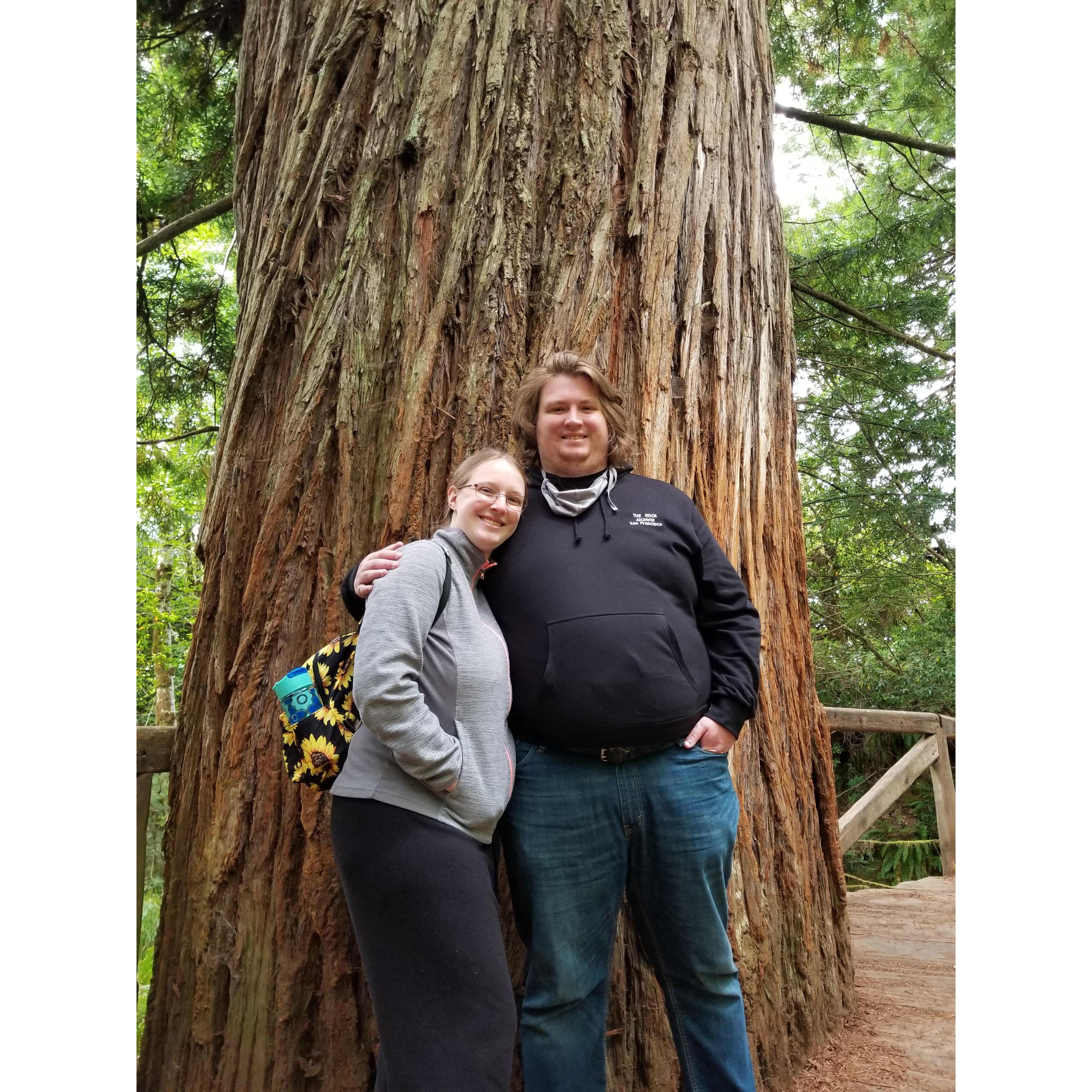 Seeing the Redwood Forest