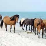 Assateague Island National Seashore