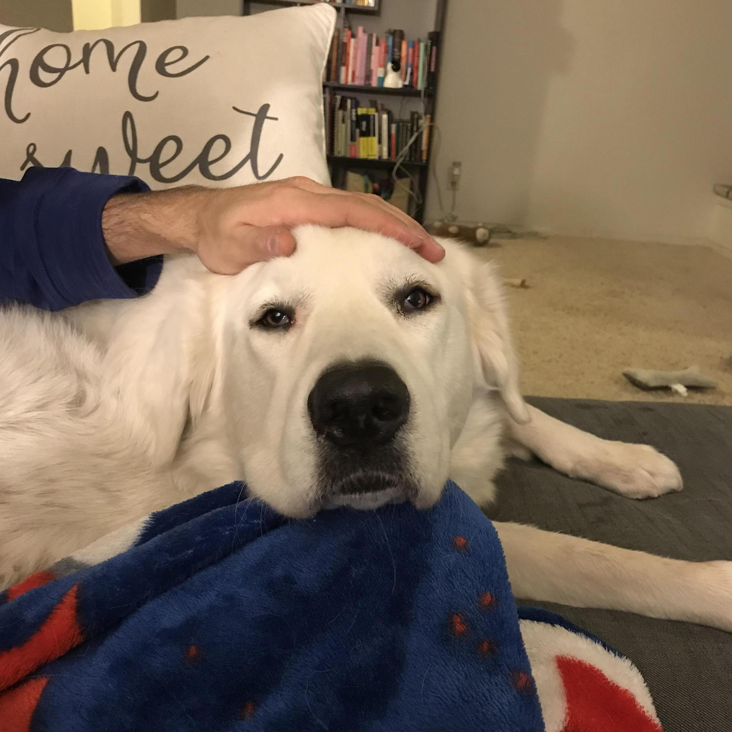 The goodest girl of them all, Denali Meloul (Soon to be Hayden!)