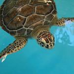 Georgia Sea Turtle Center