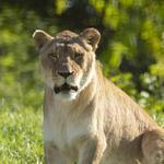 FORT WAYNE CHILDREN'S ZOO