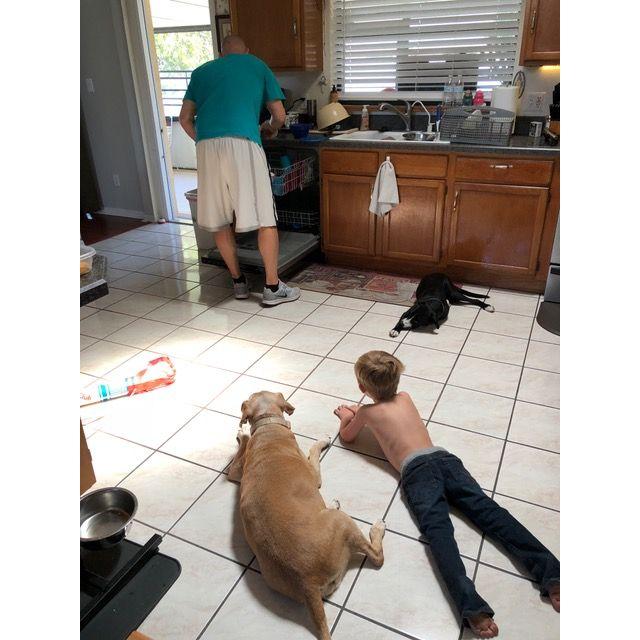 Papa showing Ollie (and the pups) how to clean up dishes