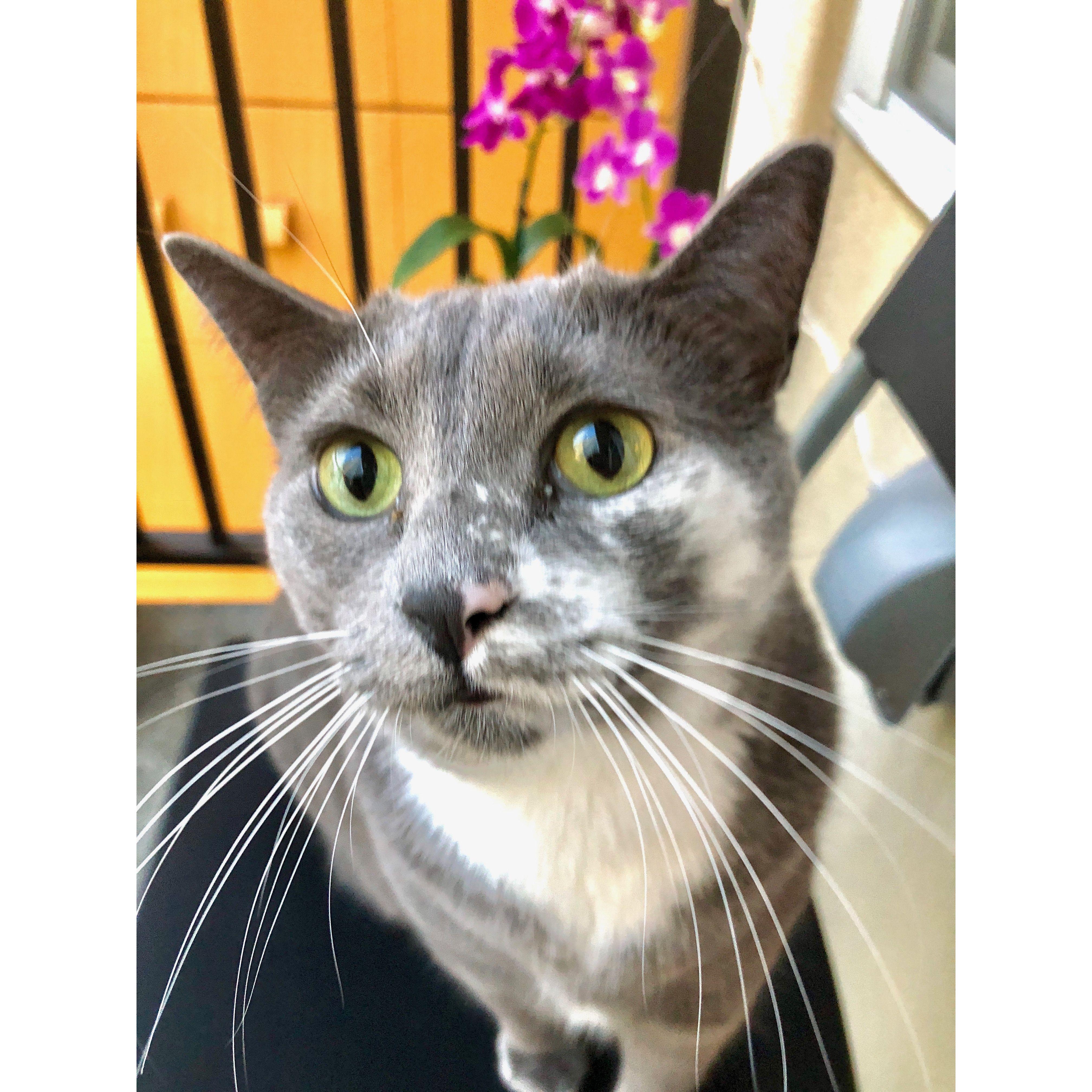 Our Fur Baby, Anya! She's a foodie