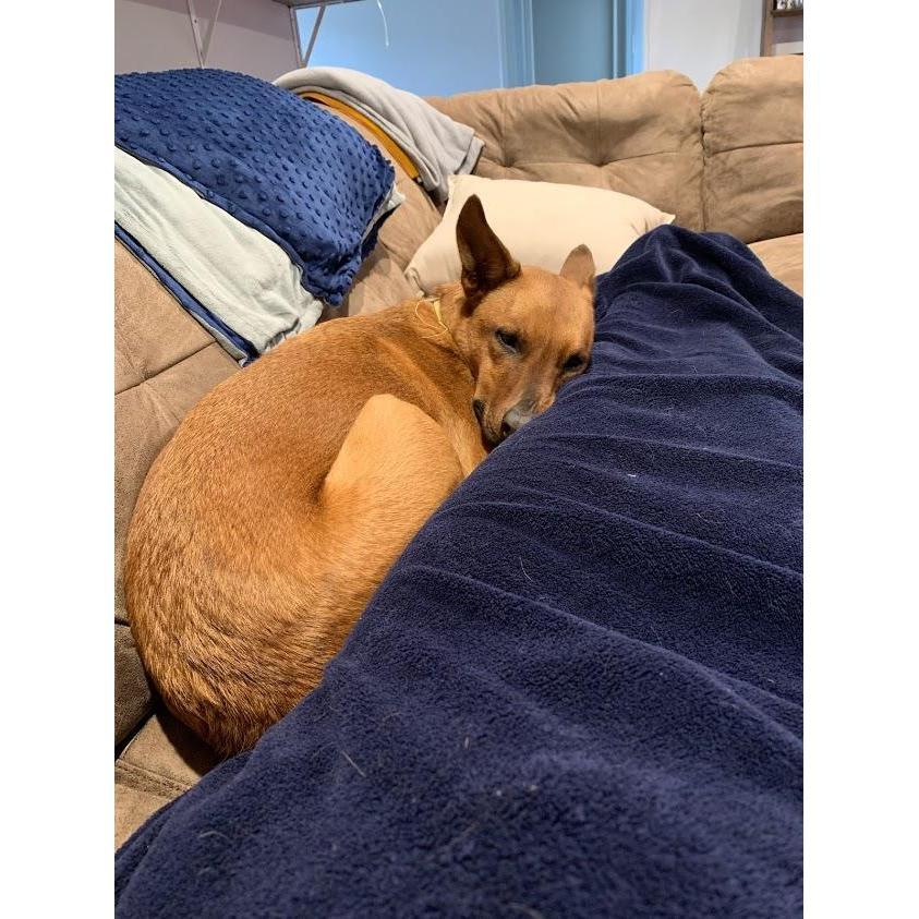 Rushi the African Doggo making herself at home.
