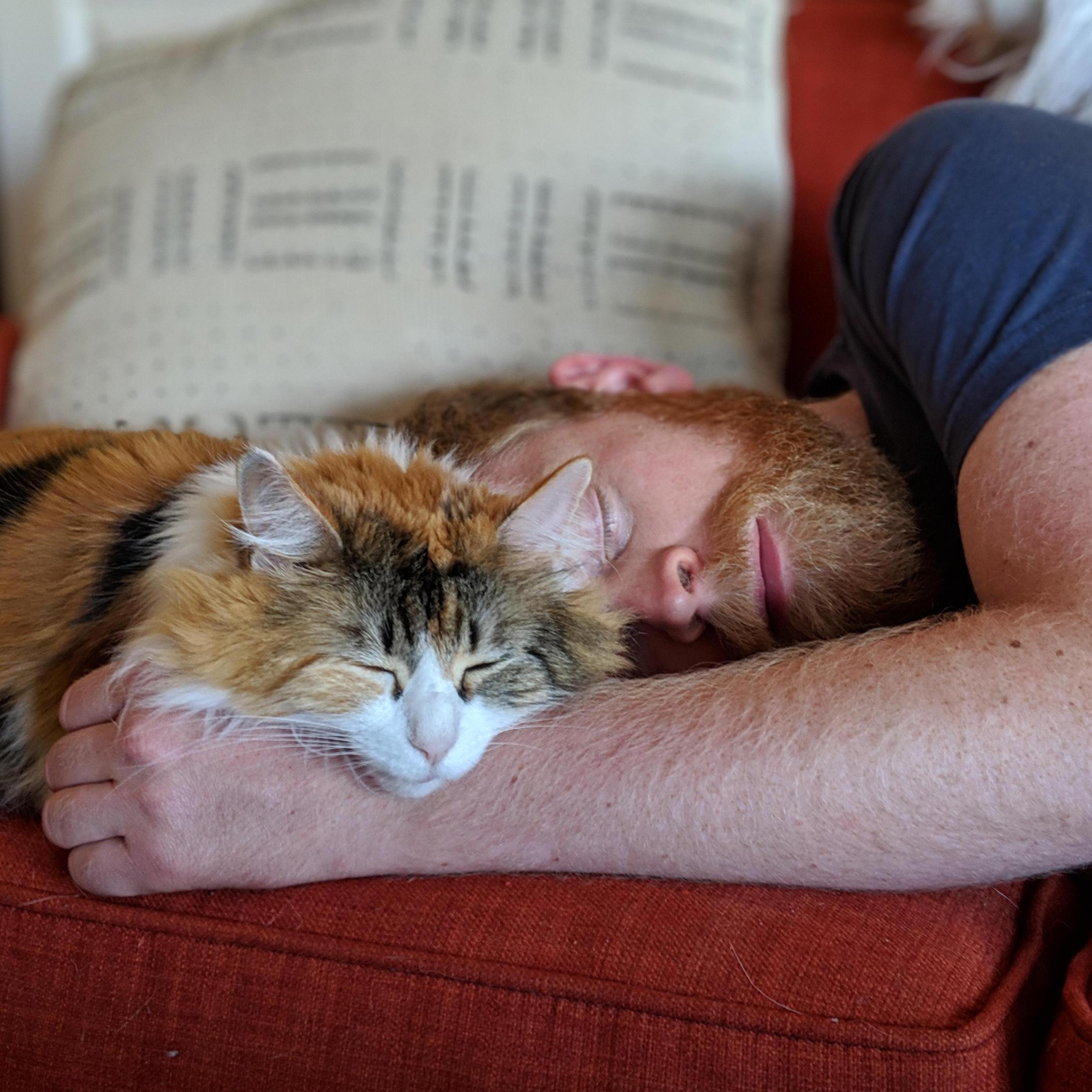 Catnap