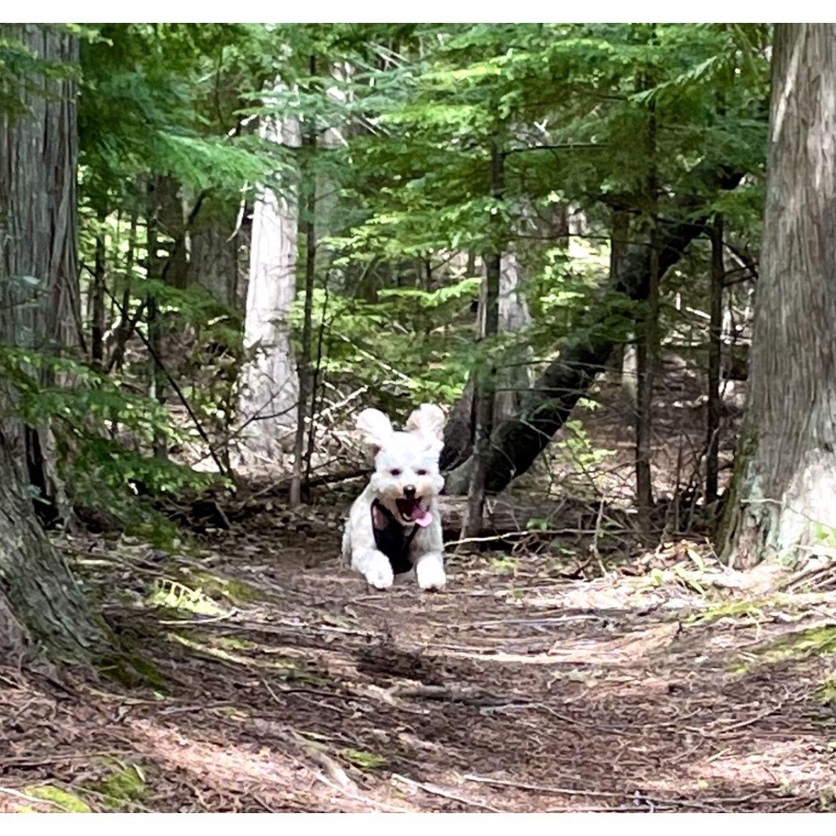 Flying forest fur baby!