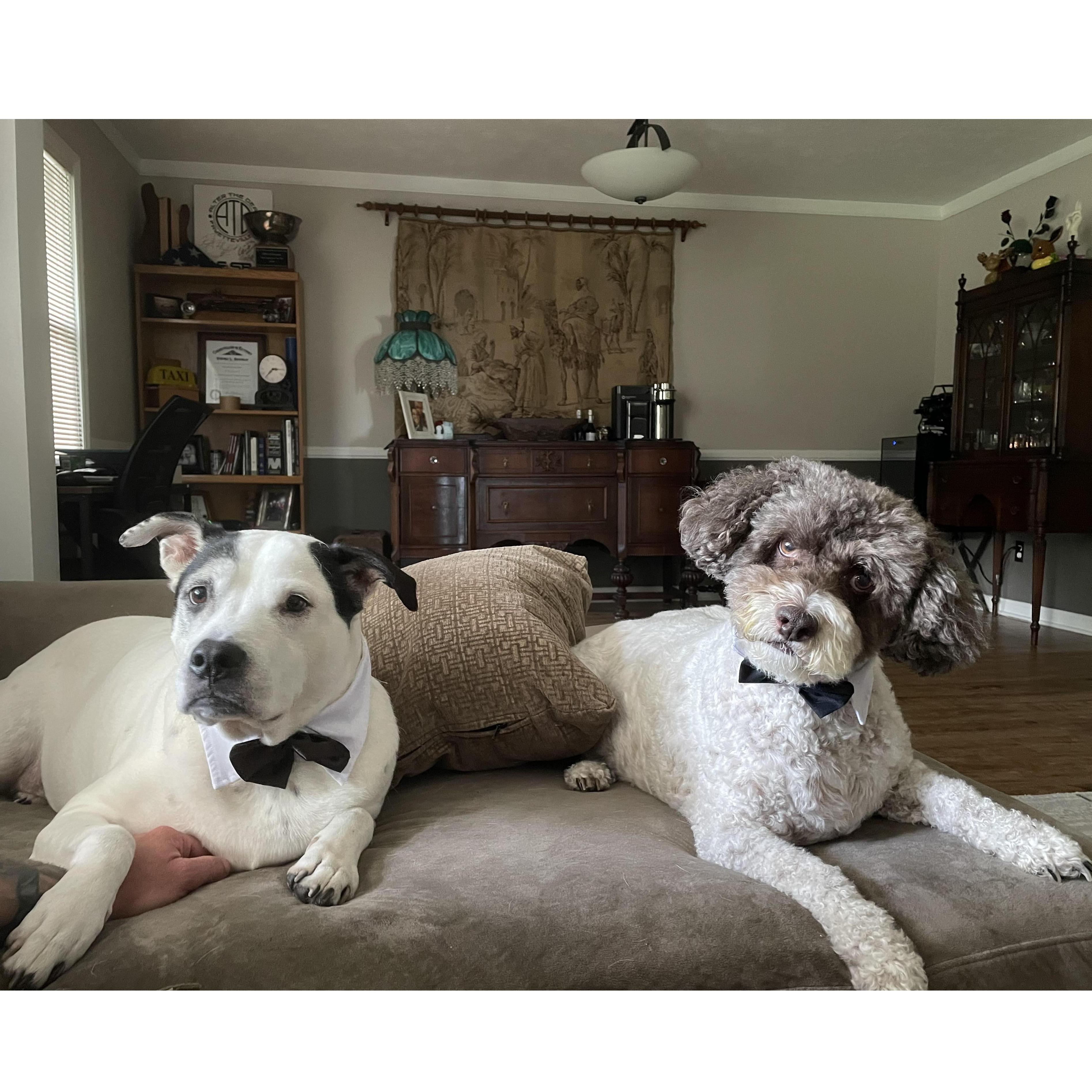 Our dapper fur babies...Jake & Rocco. xoxo