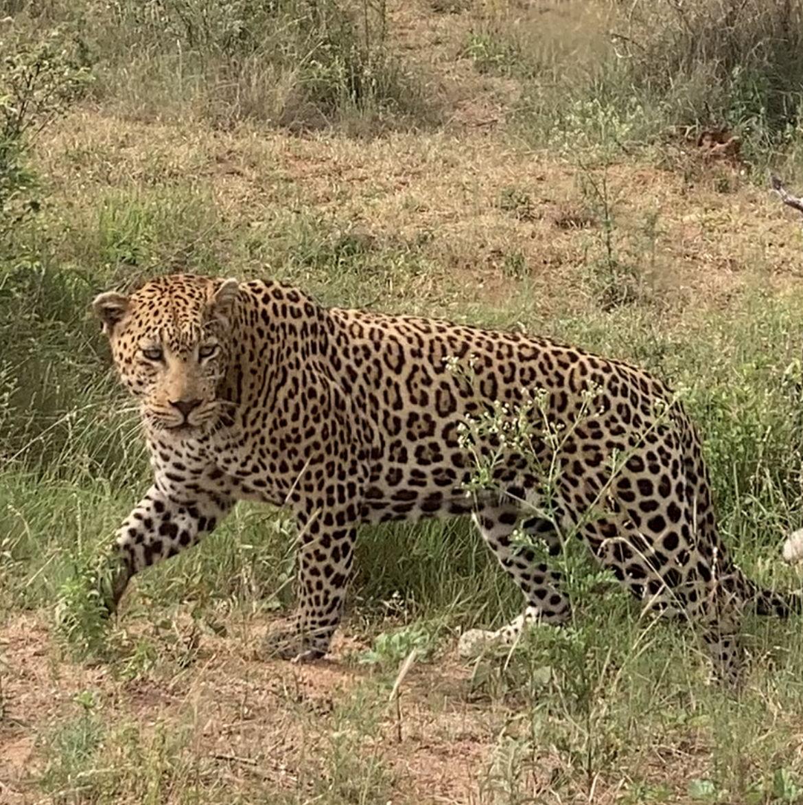 During our Kruger National Park safari in Mpumalanga South Africa December 2022.