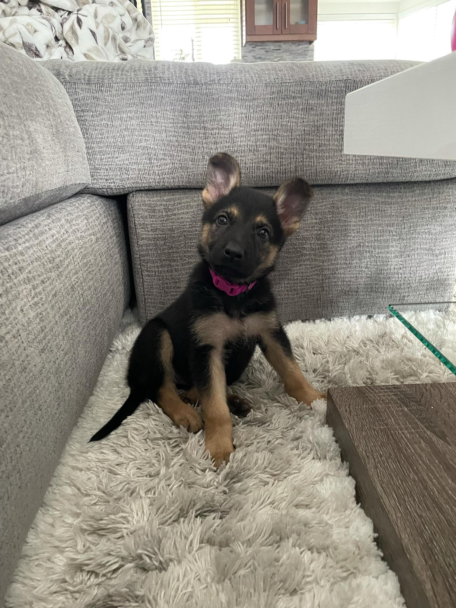 World Meet Miss Luna