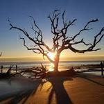 Driftwood Beach