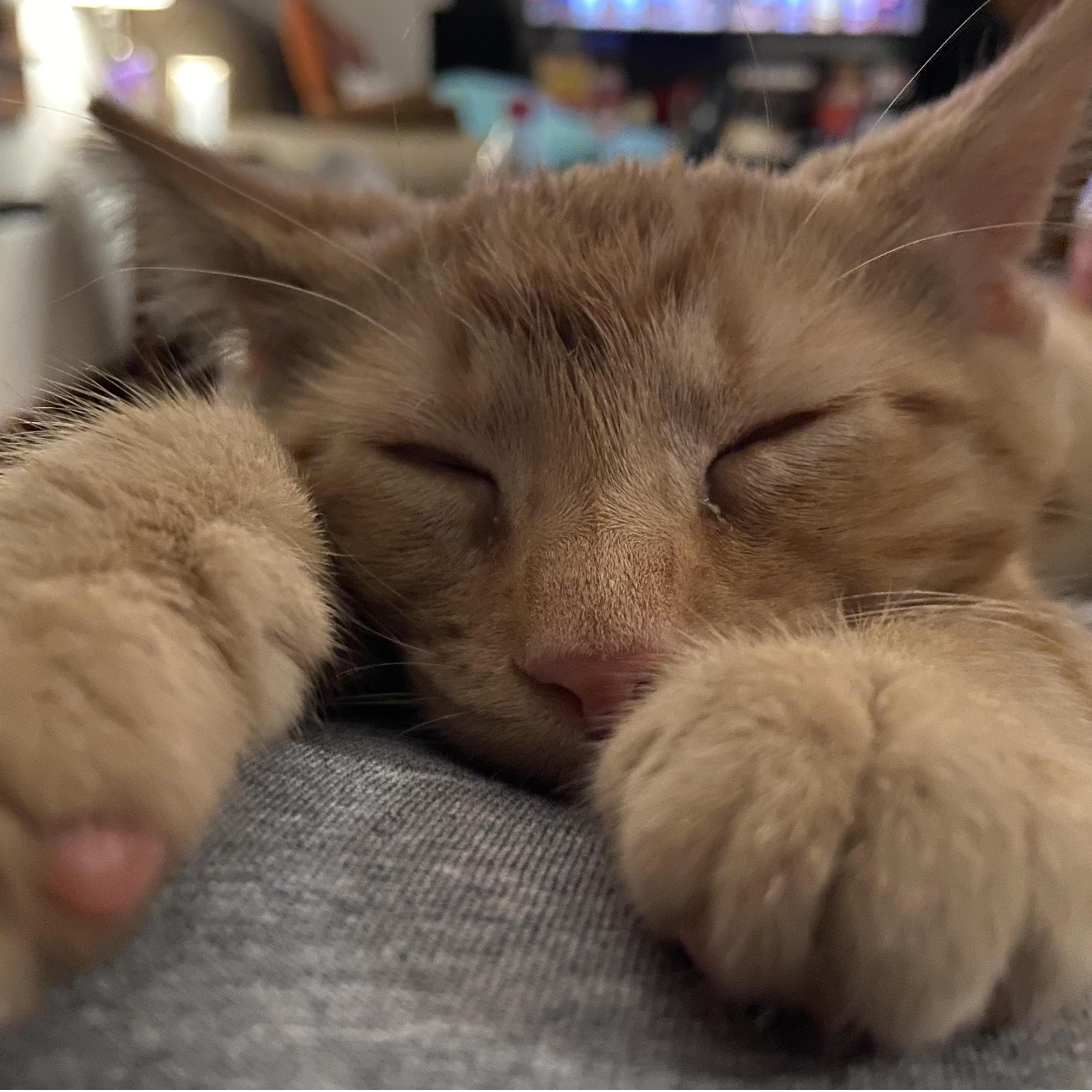 Our fur baby, BOBA