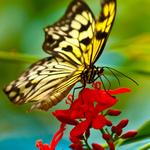 The Key West Butterfly and Nature Conservatory