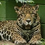 Chattanooga Zoo