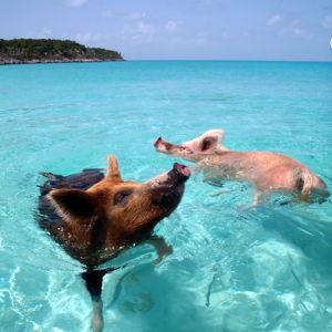 Bahamas Excursions Fund for our Honeymoon