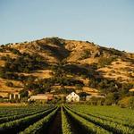 Regusci Winery