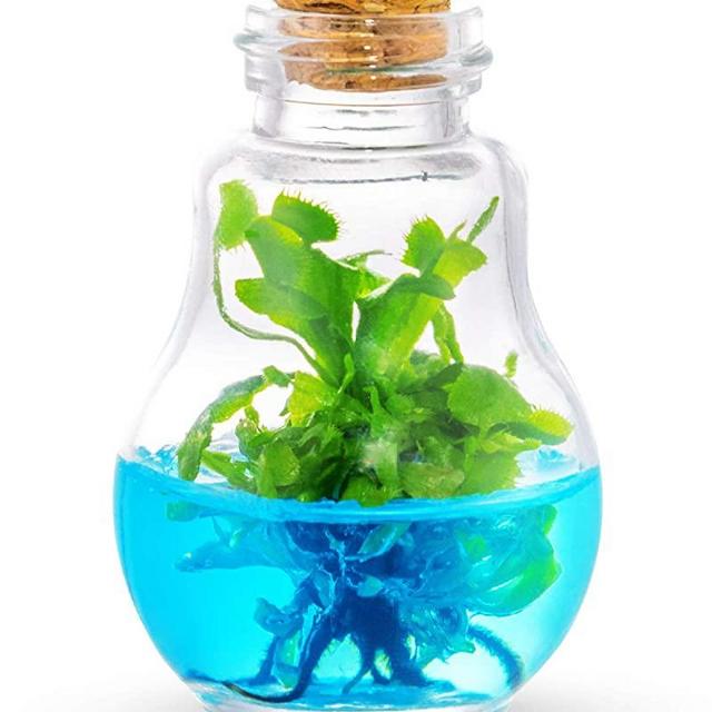 Venus Fly Trap, B52 mericlone, Maintenance Free, 100% Growth Guarantee