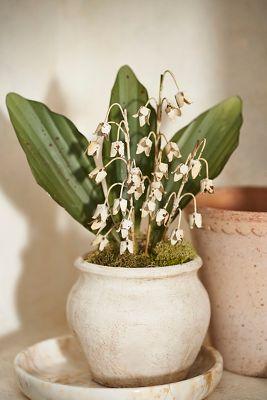 Lily of the Valley Iron Bunch