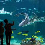 Activity: Loveland Living Planet Aquarium