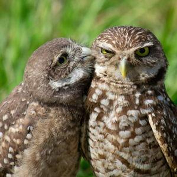 Will's bird photography fund
