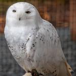 Alaska Raptor Center