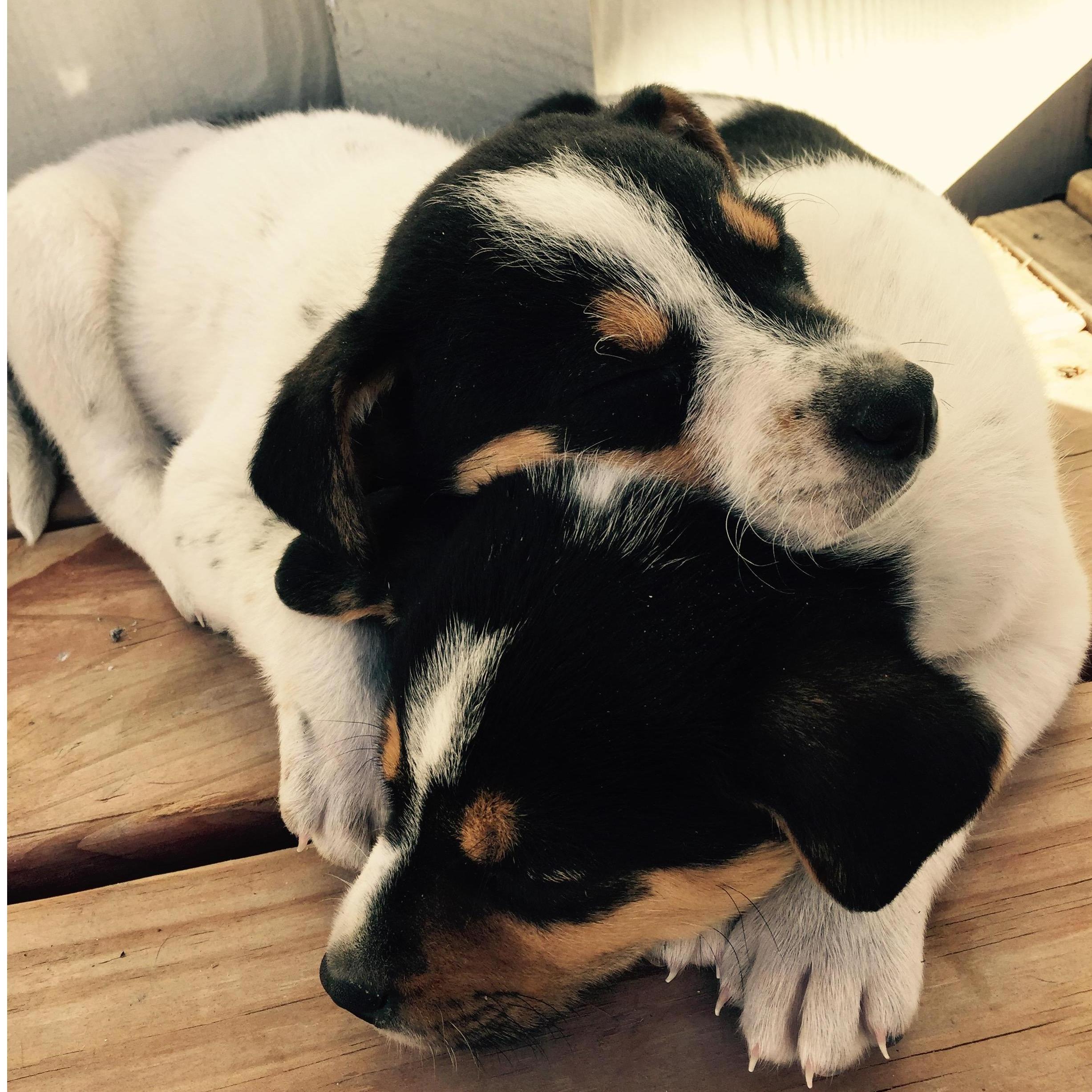 Jack couldn't believe when Molly talked him into not just one puppy.... our little loves Zuzu and Petals