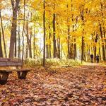 The Morton Arboretum