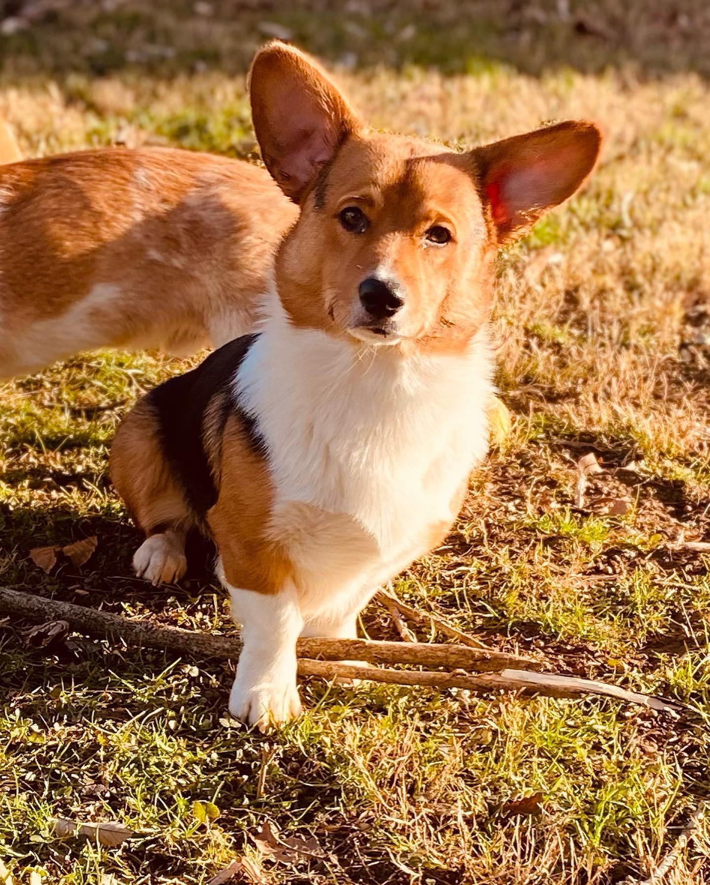 🐶🧡Archie🧡🐶