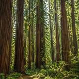 Reinhardt Redwood Regional Park