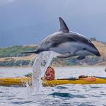 Kayak with Dolphins