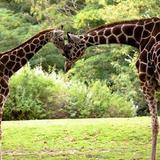 Woodland Park Zoo