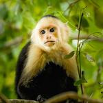Manuel Antonio National Park
