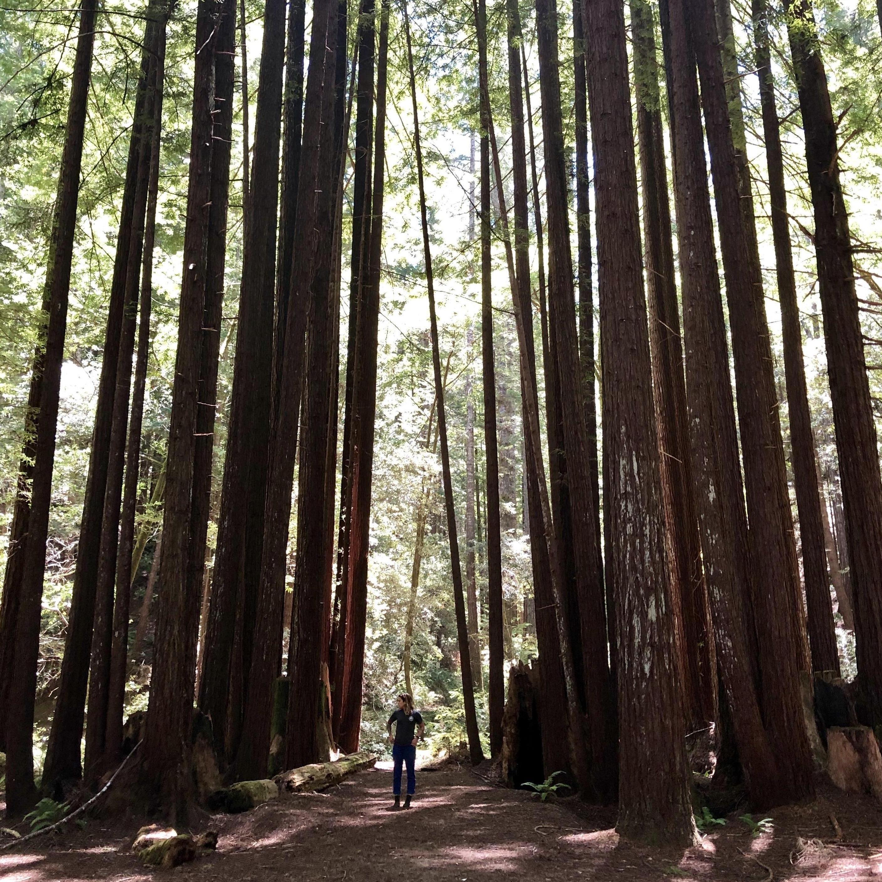 You will be surrounded by old-growth redwoods; home to woodland animals big and small! Store foods in a safe place and bring shoes & clothes for all types of temperatures.