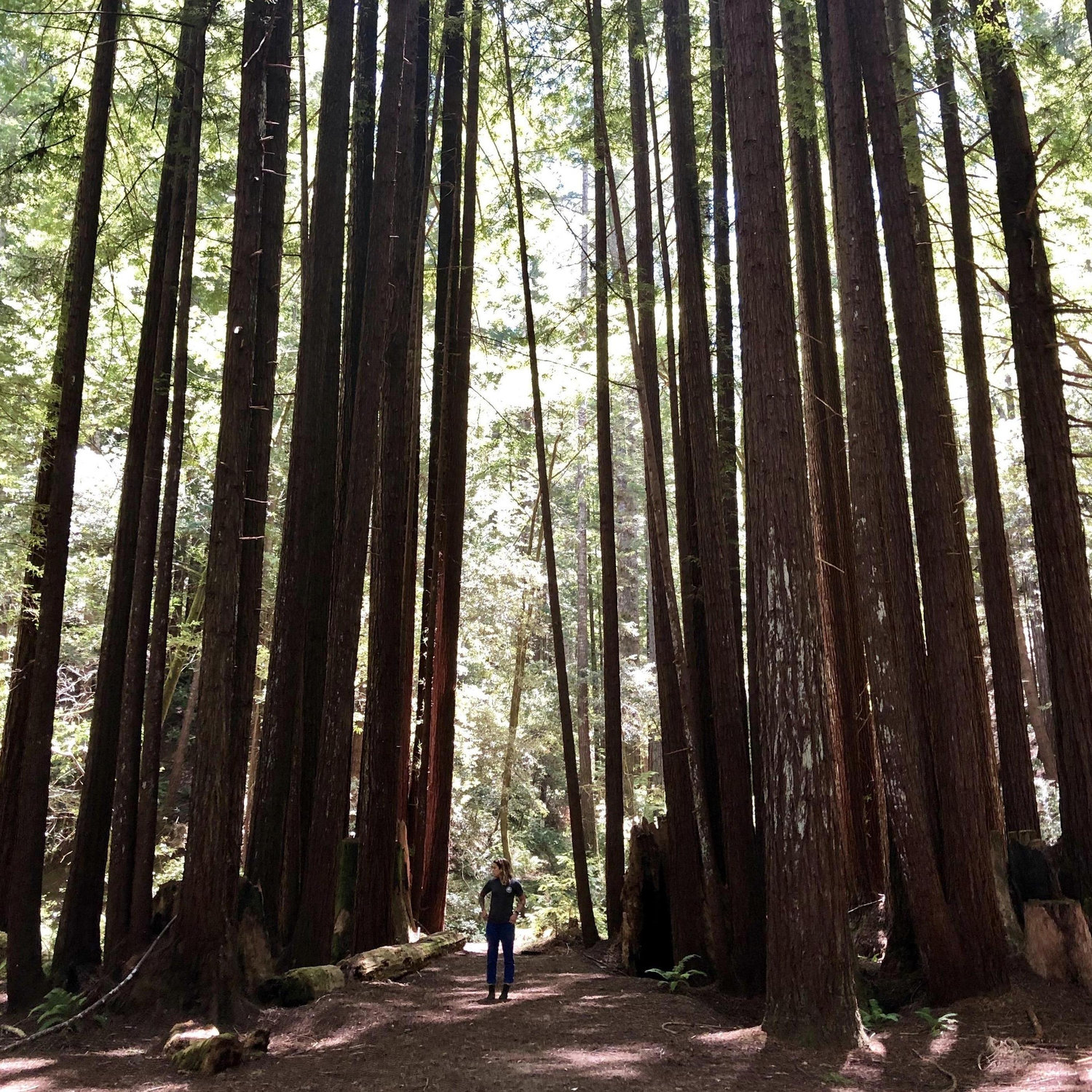 You will be surrounded by old-growth redwoods; home to woodland animals big and small! Store foods in a safe place and bring shoes & clothes for all types of temperatures.